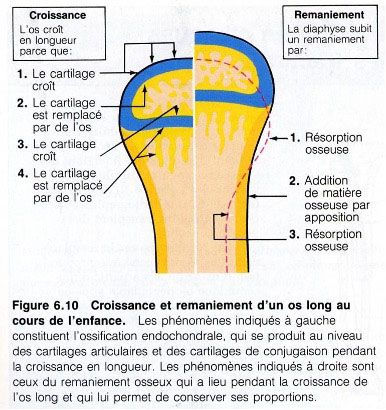 Parcourez notre article sur la poussée de croissance chez Kinatex Sports Physio, Québec et Ontario.